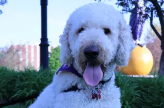 Therapy Dog Thursday 