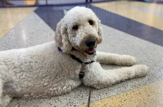 Therapy Dog Thursday - Teddy